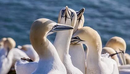 NBA在线观看-皖皖阿古朵大招砸到大司命，清清老夫子大闪留住苏烈打出零换二