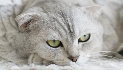 NBA免费直播-fengyue芮尔闪现击杀Elk，随后刷盾收掉Erha拿到双杀