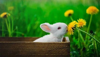 NBA在线观看-皖皖阿古朵大招砸到大司命，清清老夫子大闪留住苏烈打出零换二